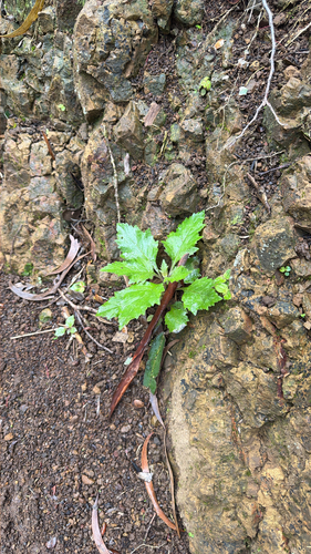 Erechtites valerianifolius observed 2026-09-26