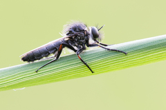 Leptarthrus brevirostris