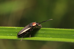 Microdaiphron mendesensis