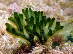 Codium decorticatum
