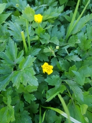 Ranunculus repens