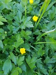 Ranunculus repens
