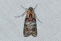 Pococera maritimalis