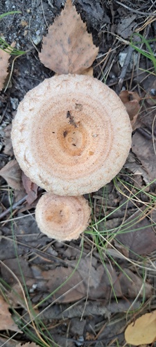 Woolly Milkcap