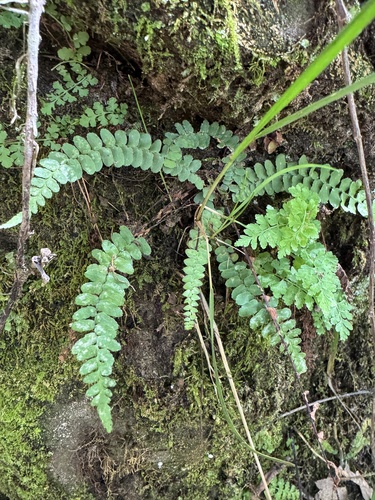 ebony spleenwort