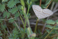 Scotopteryx