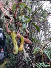 Nepenthes kitanglad