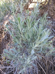 Artemisia tridentata tridentata