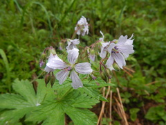 Geranium krylovii
