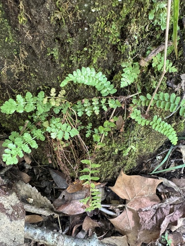blunt woodsia