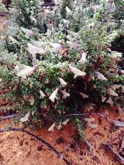 Prostanthera serpyllifolia microphylla