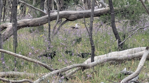 White-winged Chough