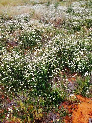 Image of Rhodanthe corymbiflora by (c) Gill Williams, some rights reserved (CC BY)