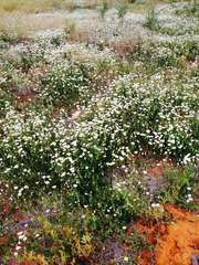 Rhodanthe corymbiflora