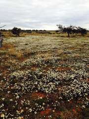 Rhodanthe corymbiflora