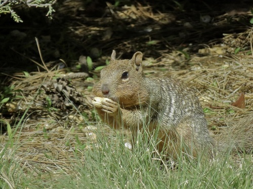 Rock Squirrel