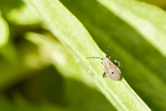 Euryopicoris nitidus