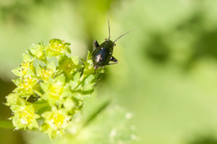 Euryopicoris nitidus