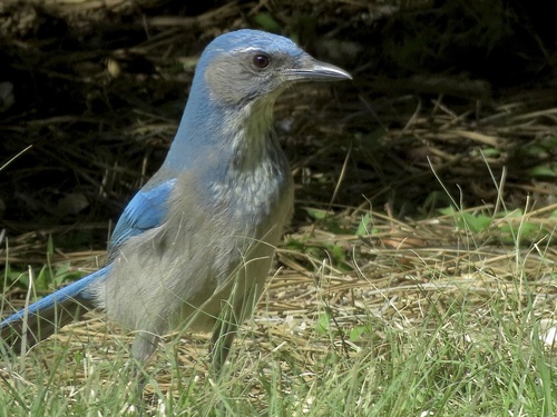 Woodhouse's Scrub-Jay