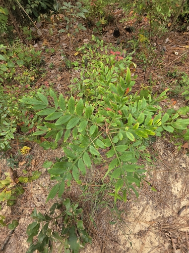 shining sumac
