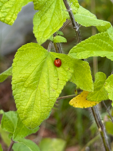 Spotless Lady Beetle