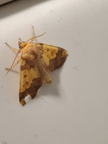Barred Sallow