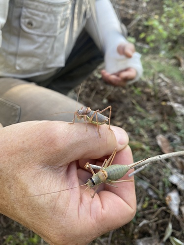 Saddle-backed Bush Cricket