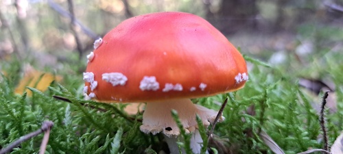 Fly Agaric