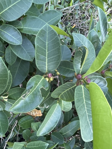 Ficus tinctoria observed 2026-10-04
