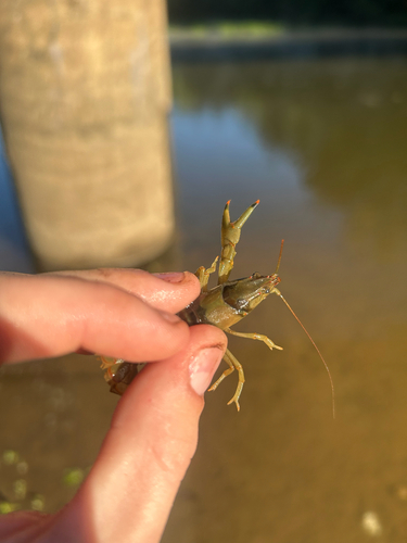 Golden Crayfish