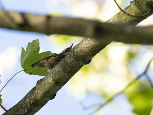 Eurasian Nuthatch