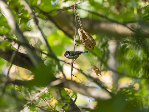 Eurasian Blue Tit