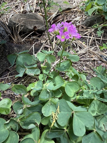 Oxalis debilis observed 2026-10-03