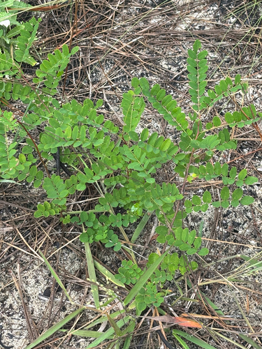 Clusterspike false indigo (Amorpha herbacea)