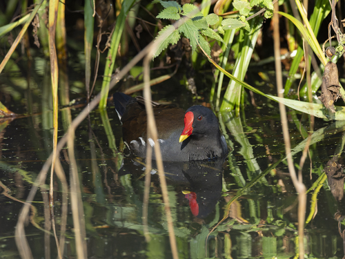 Eurasian Moorhen