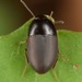 Gondwanocrypticus - Photo (c) skitterbug, alguns direitos reservados (CC BY), uploaded by skitterbug