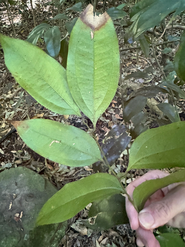 Ripogonum album observed 2026-10-02