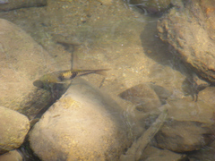 Striuntius lateristriga