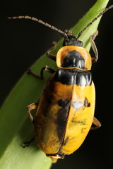 Chauliognathus missionum