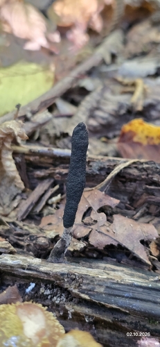 Dead Moll's Fingers