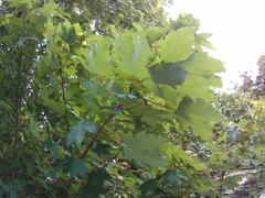 Acer pseudoplatanus