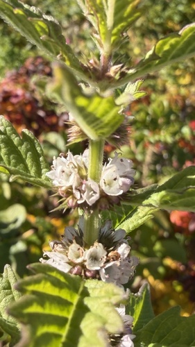 European water-horehound
