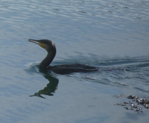 Great Cormorant