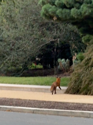 Red Fox