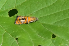 Olethreutes arcuella