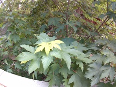 Acer pseudoplatanus