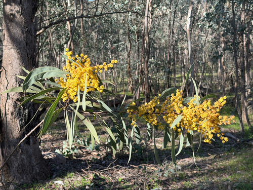 Acacia rubida, 2026-09-13