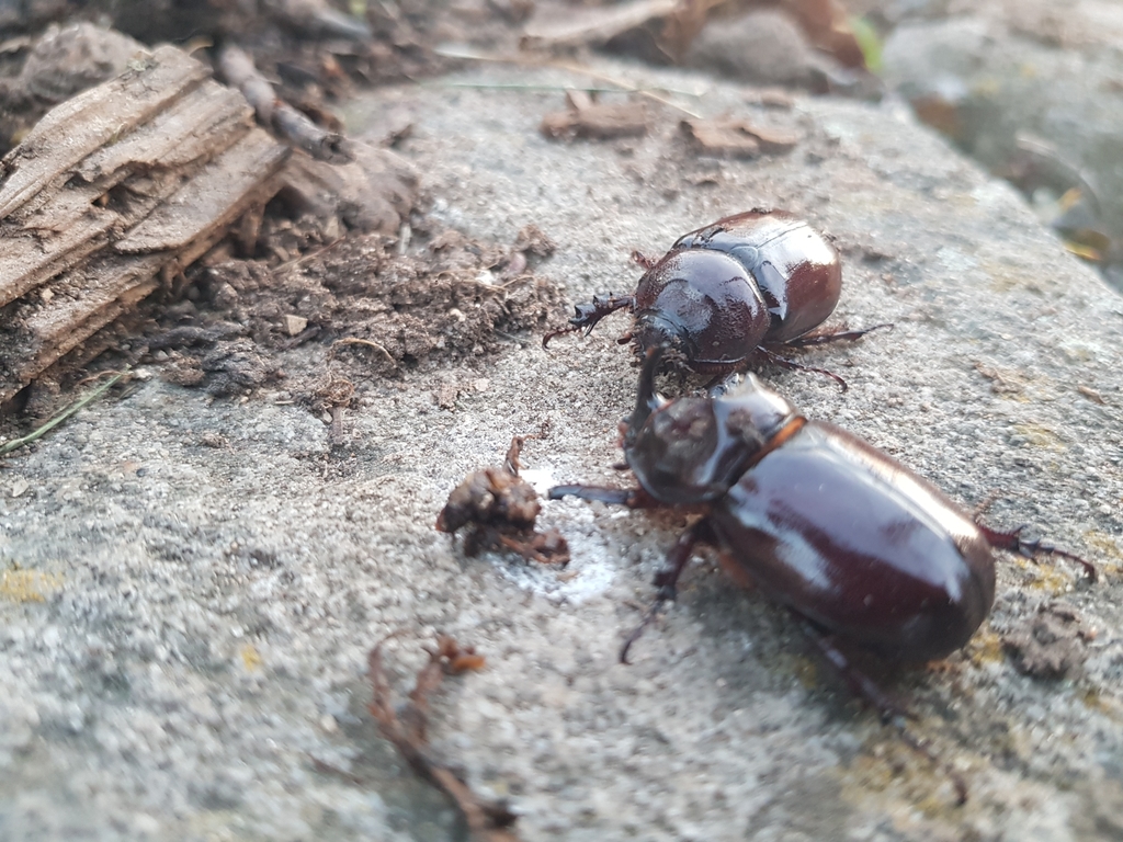 European Rhinoceros Beetle from Etzelskirchen, 91315 Höchstadt, Germany