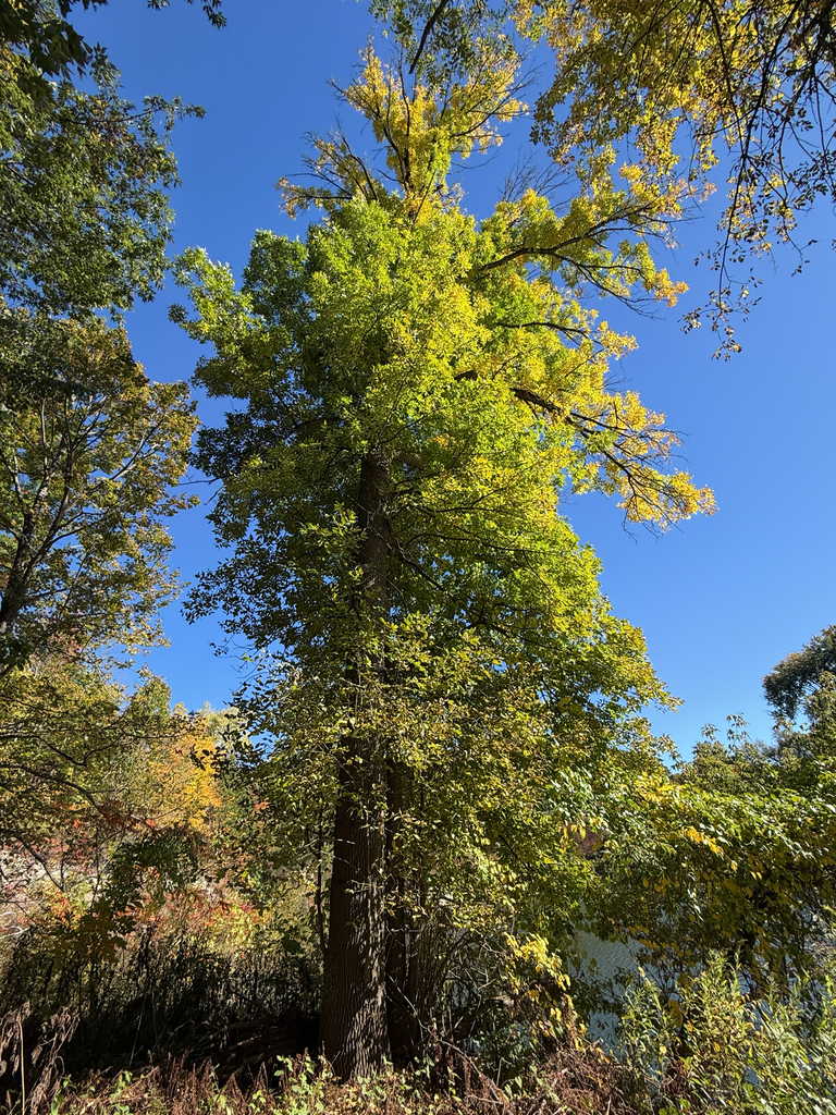 A tall ash by the water, green below and turning yellow at the top, with orange shrubs at its foot.