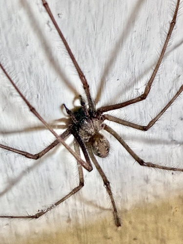Cardinal Spider